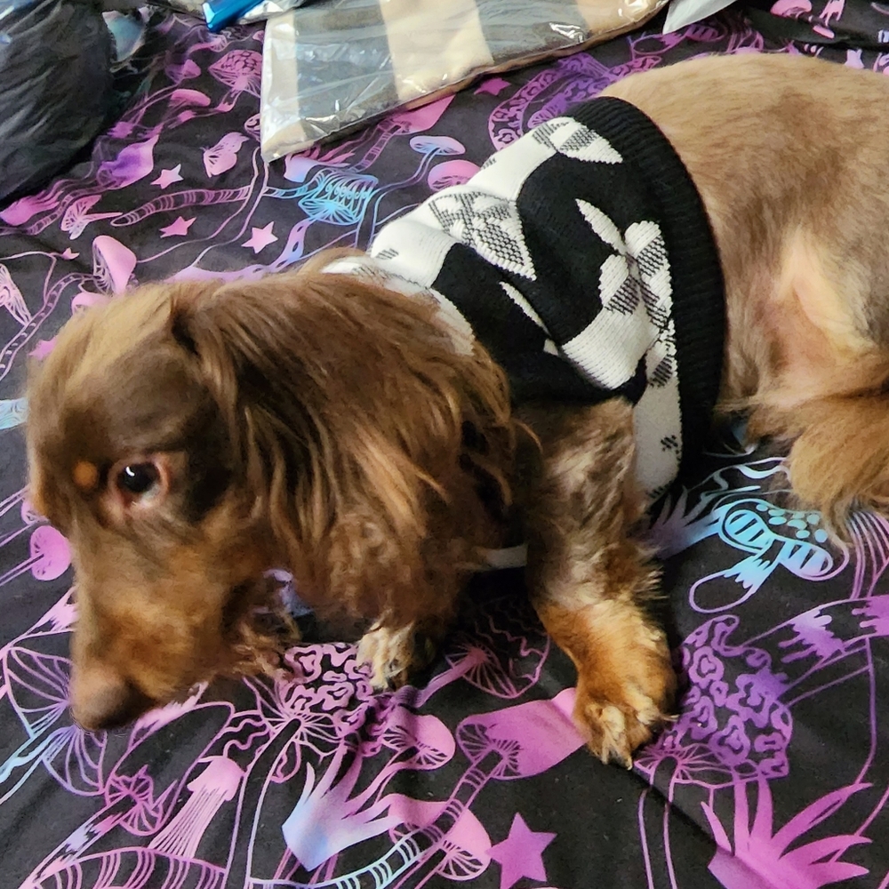 New Louisvuitton Dog Sweater 🐕❤️ - Picture 13 of 14